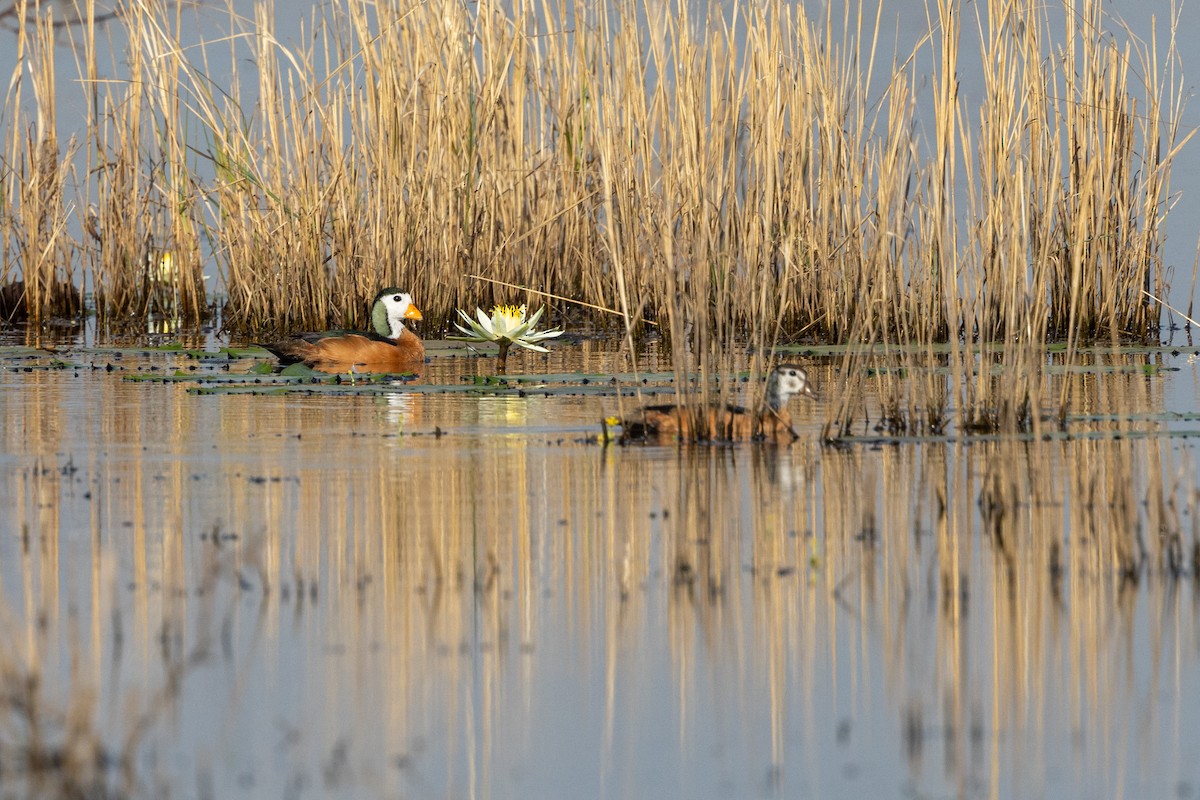 African Pygmy-Goose - ML610426865