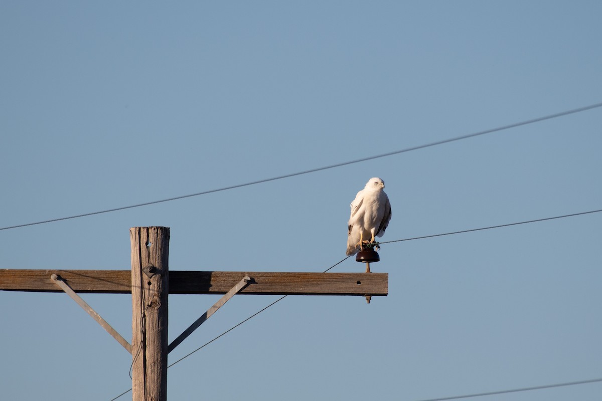 Red-tailed Hawk - Chad Remley