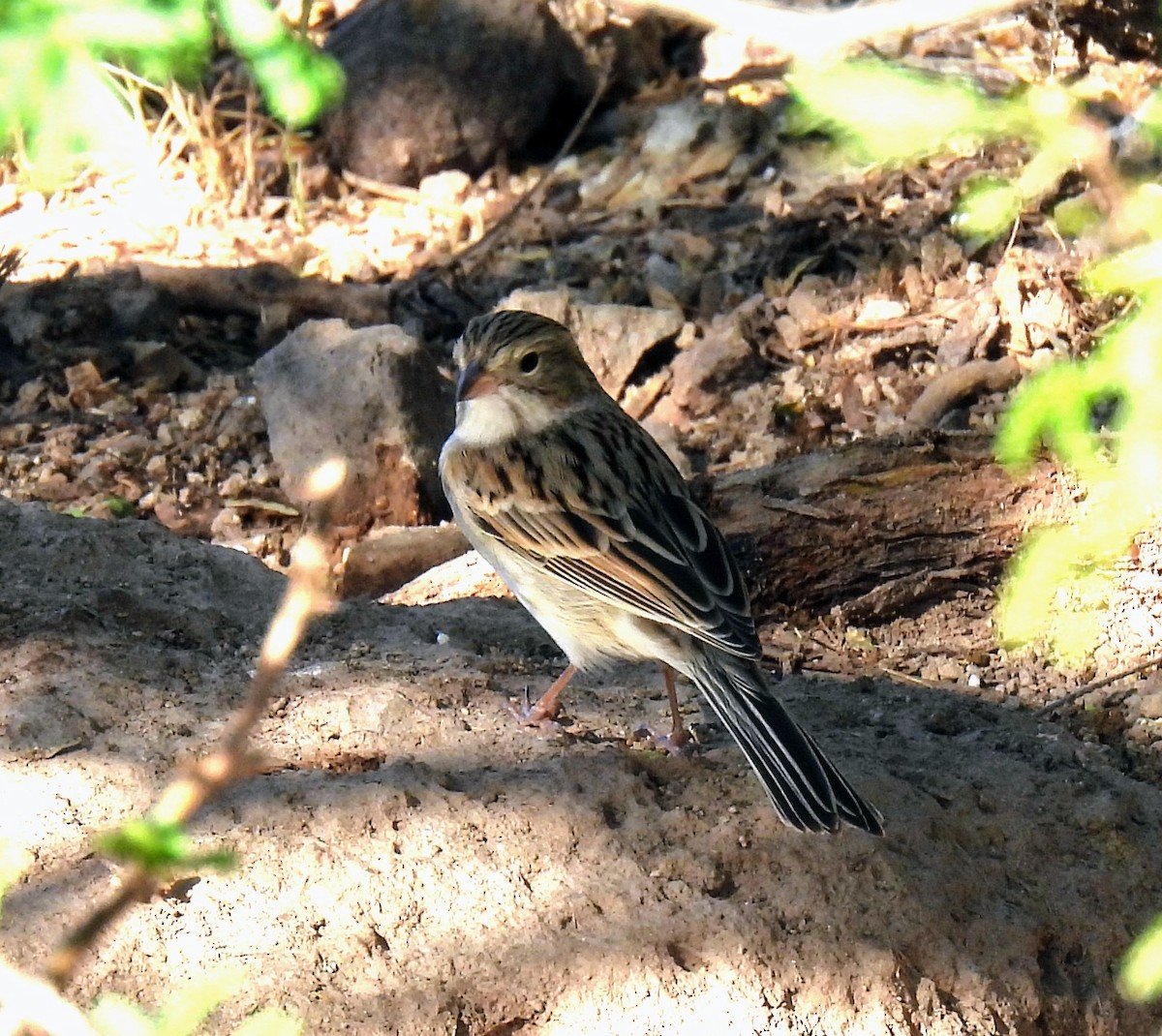 Clay-colored Sparrow - Mary Tannehill