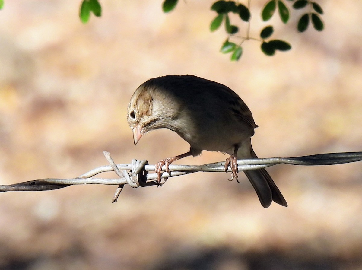 Brewer's Sparrow - Mary Tannehill