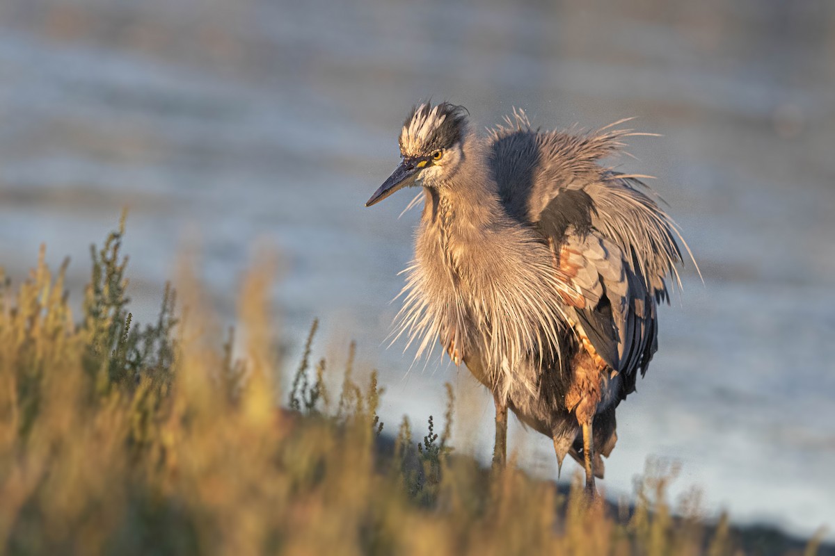 Great Blue Heron - ML610427127