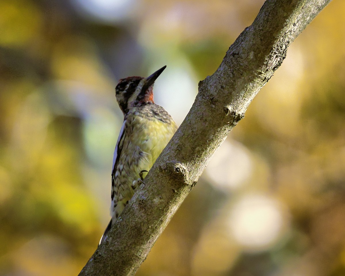 Yellow-bellied Sapsucker - Donald Weidemann