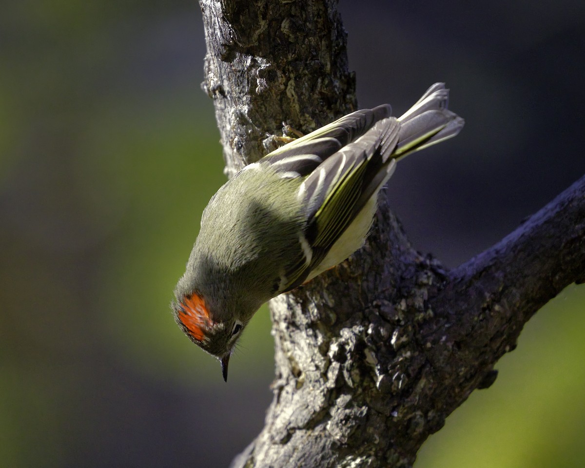 Ruby-crowned Kinglet - Donald Weidemann