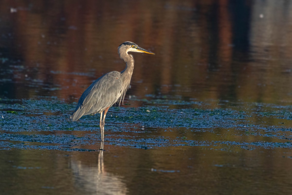 Great Blue Heron - ML610427362