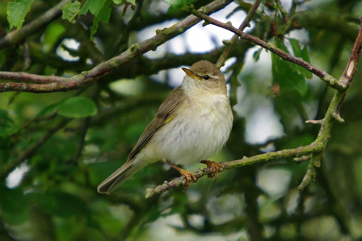 Willow Warbler - Dave Curtis
