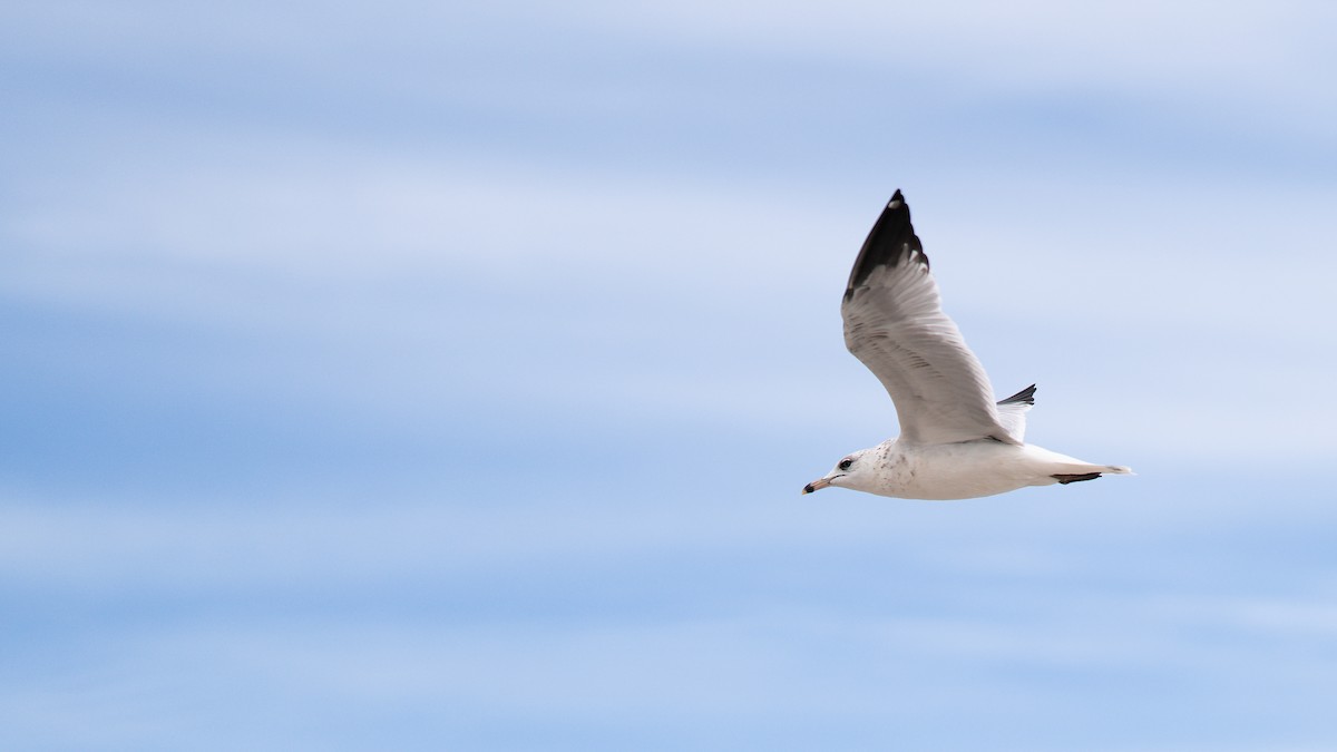 Ring-billed Gull - ML610427404