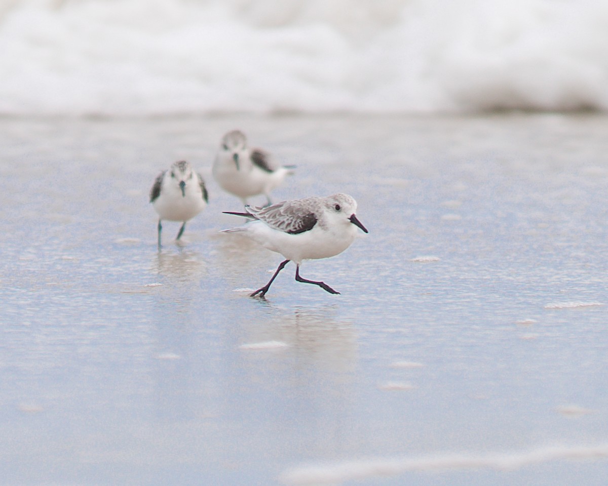 Sanderling - ML610427413