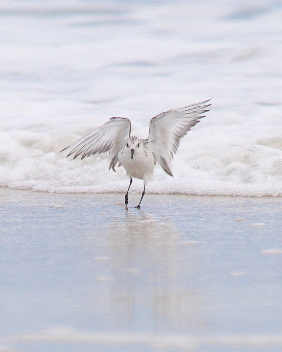 Sanderling - ML610427414