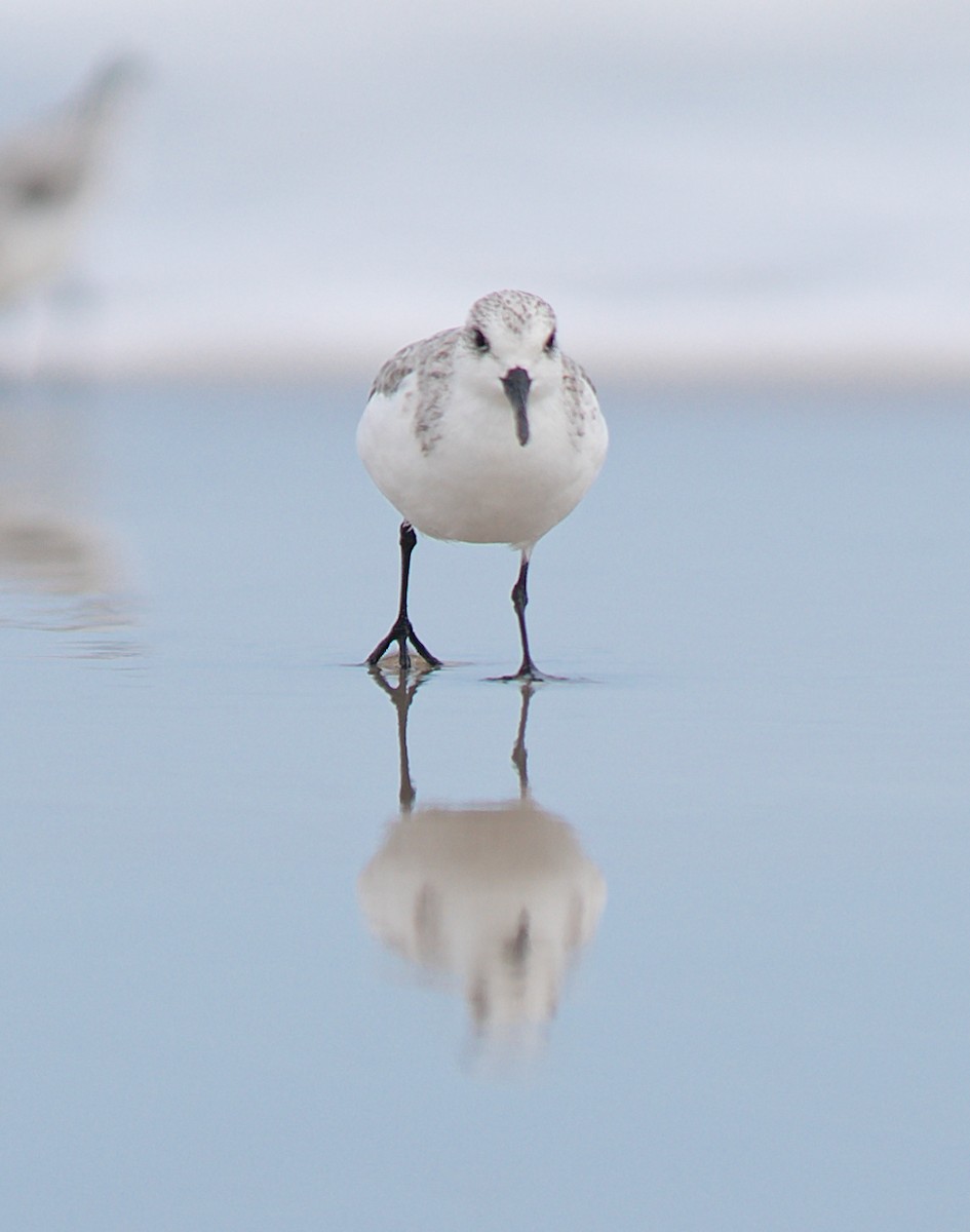 Sanderling - ML610427415