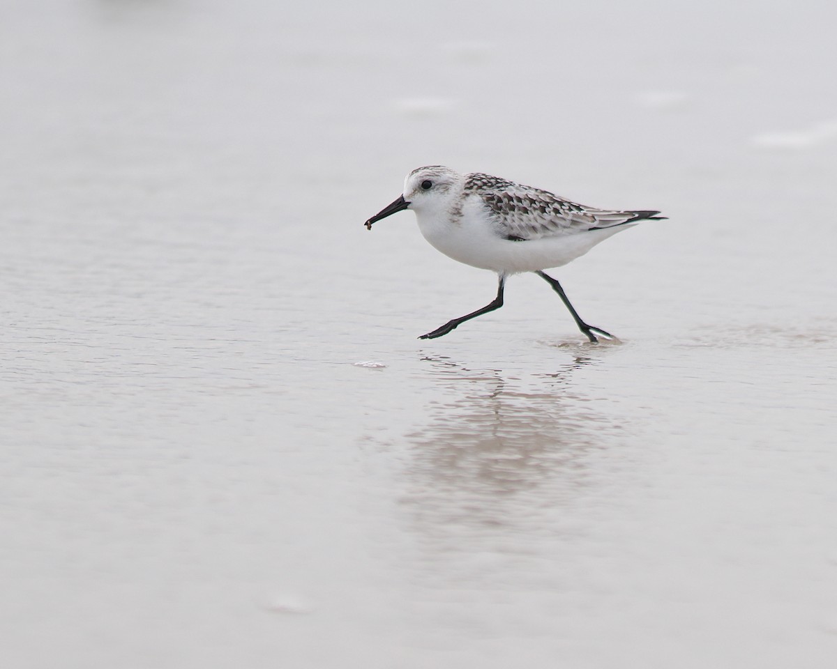 Sanderling - ML610427416