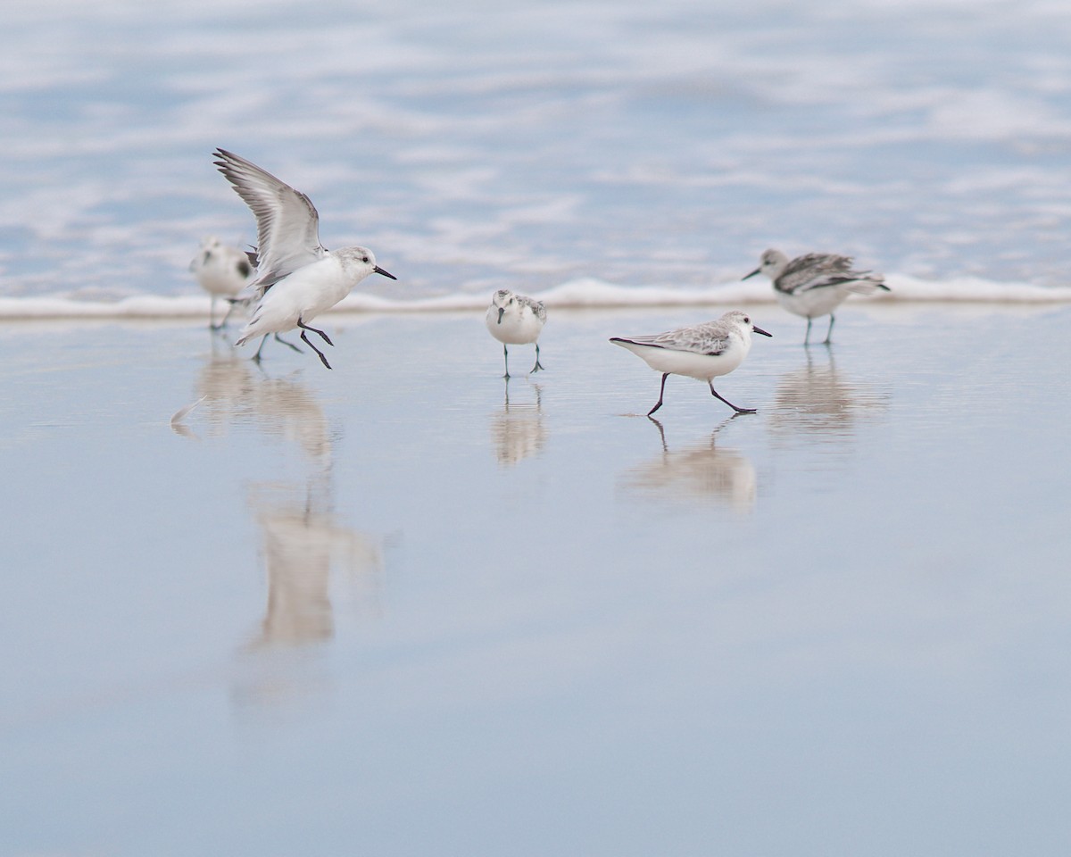 Sanderling - ML610427417