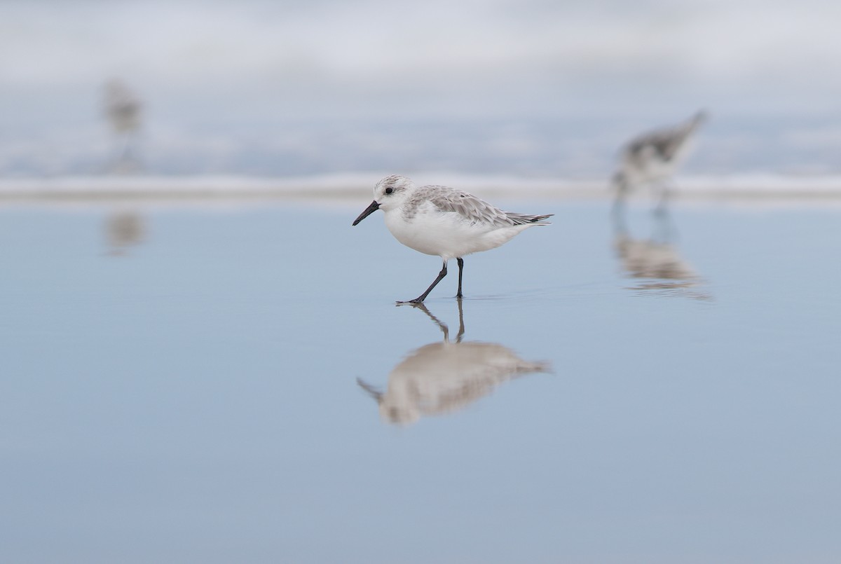 Sanderling - ML610427418