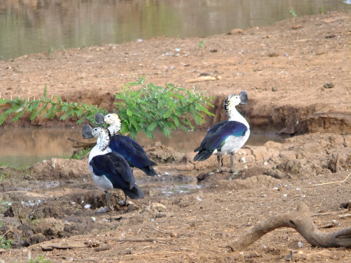 Knob-billed Duck - ML610427422