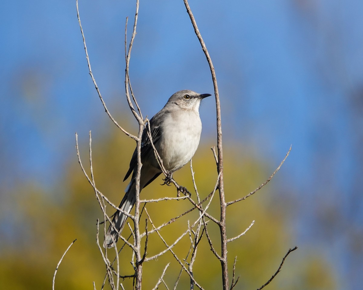 Northern Mockingbird - ML610427432