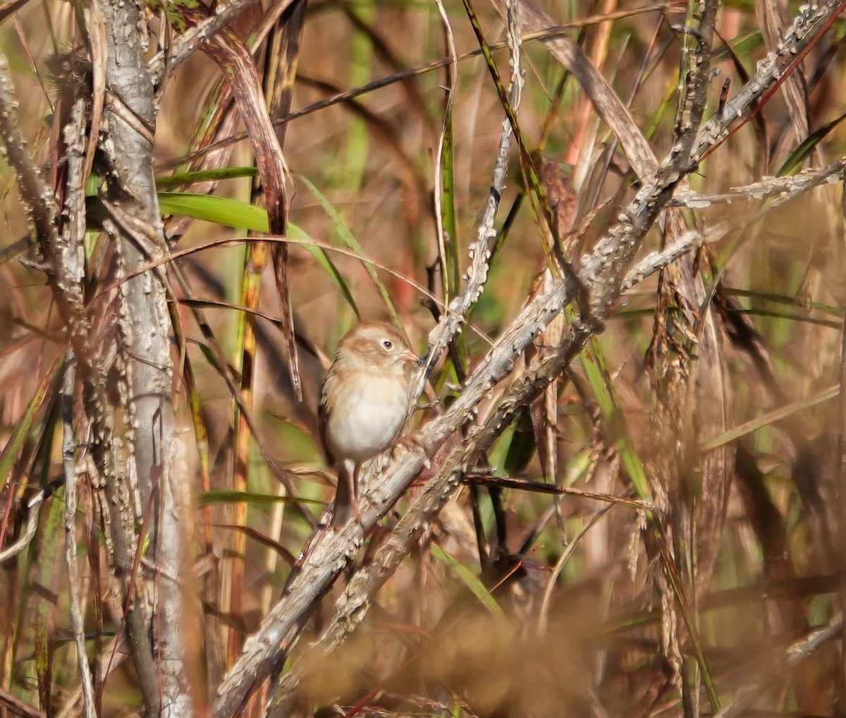 Field Sparrow - ML610427433