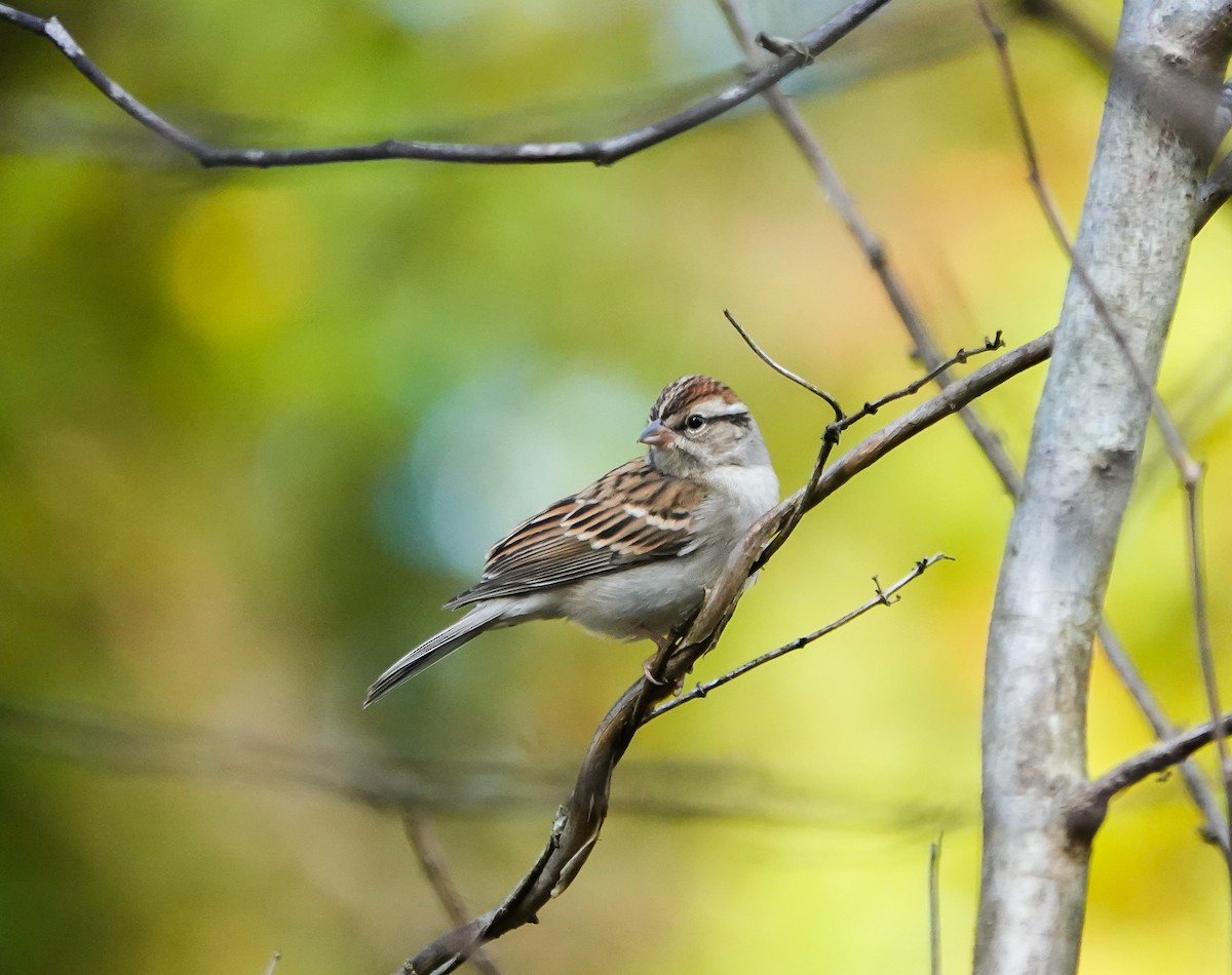 Chipping Sparrow - ML610427435