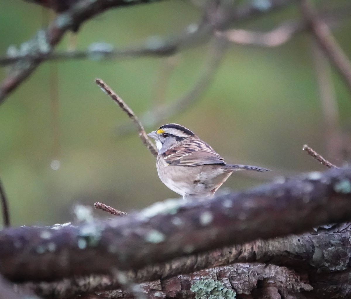 White-throated Sparrow - ML610427437