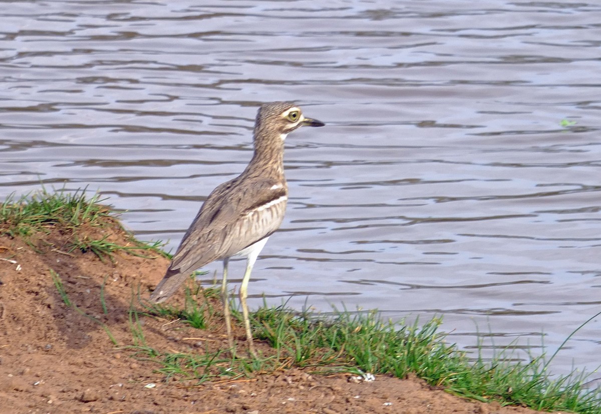 Oedicnème vermiculé - ML610427452