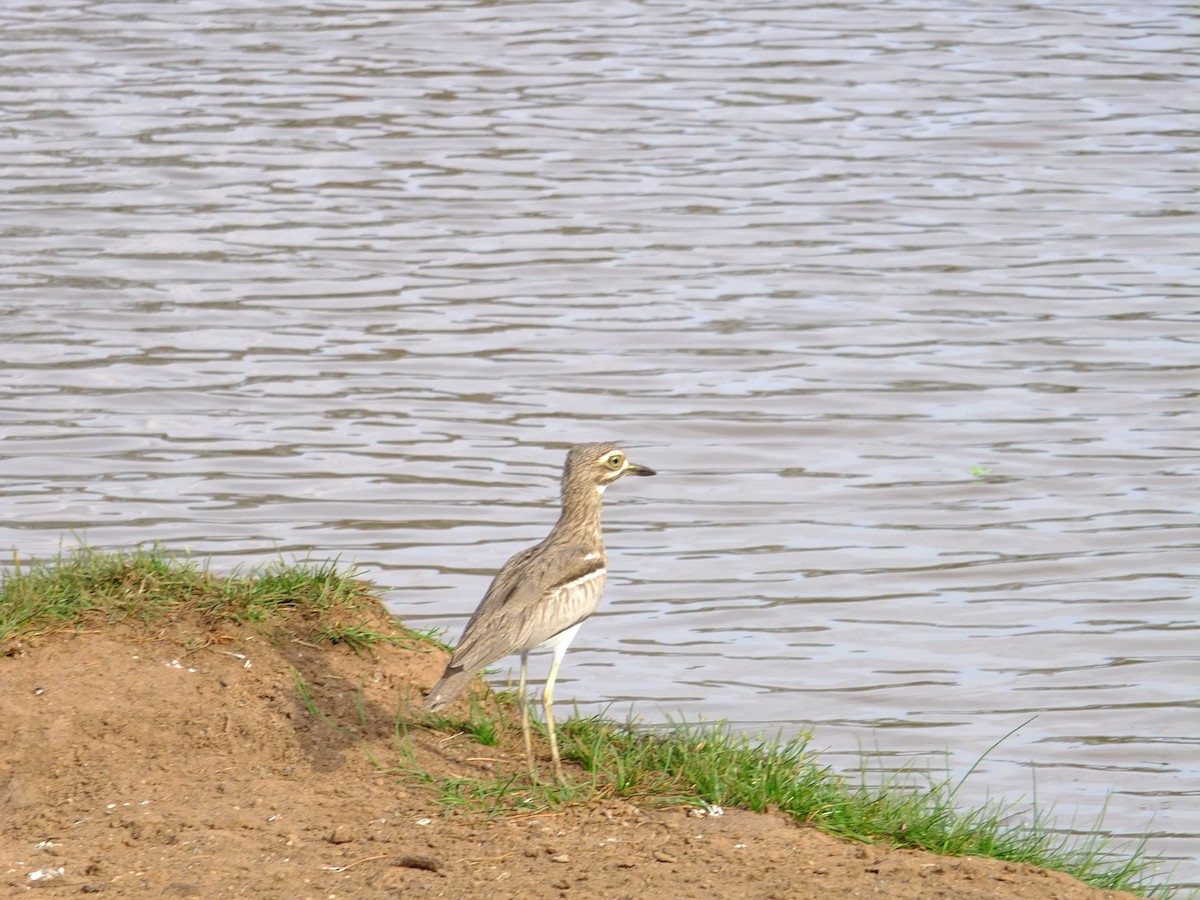 Water Thick-knee - Detlef Stremke