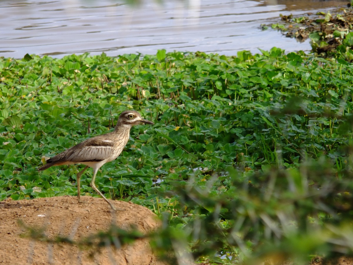 Water Thick-knee - ML610427454