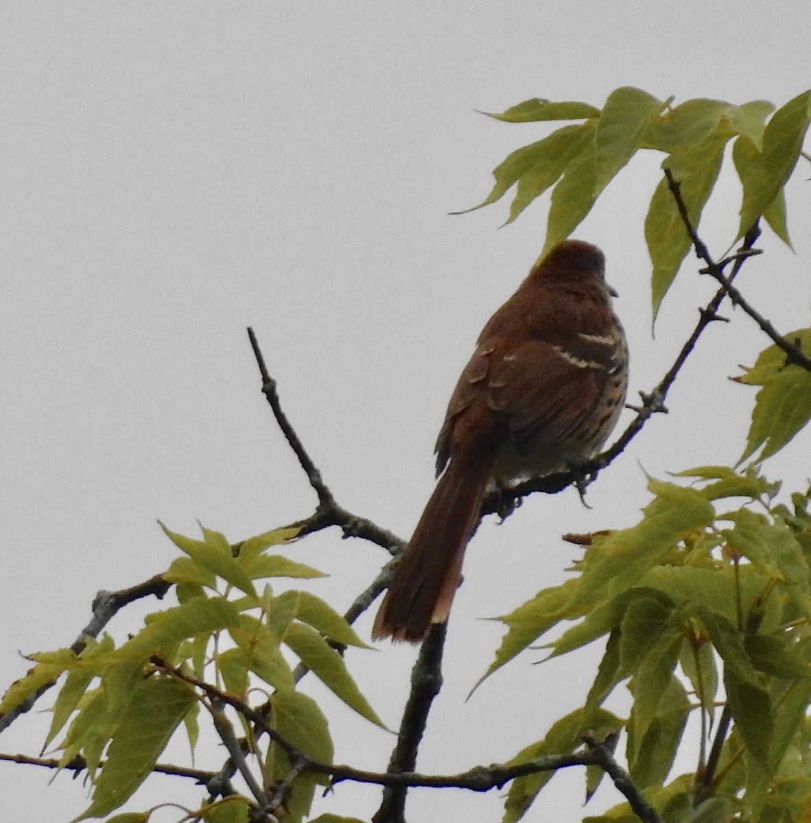 Brown Thrasher - Nui Moreland