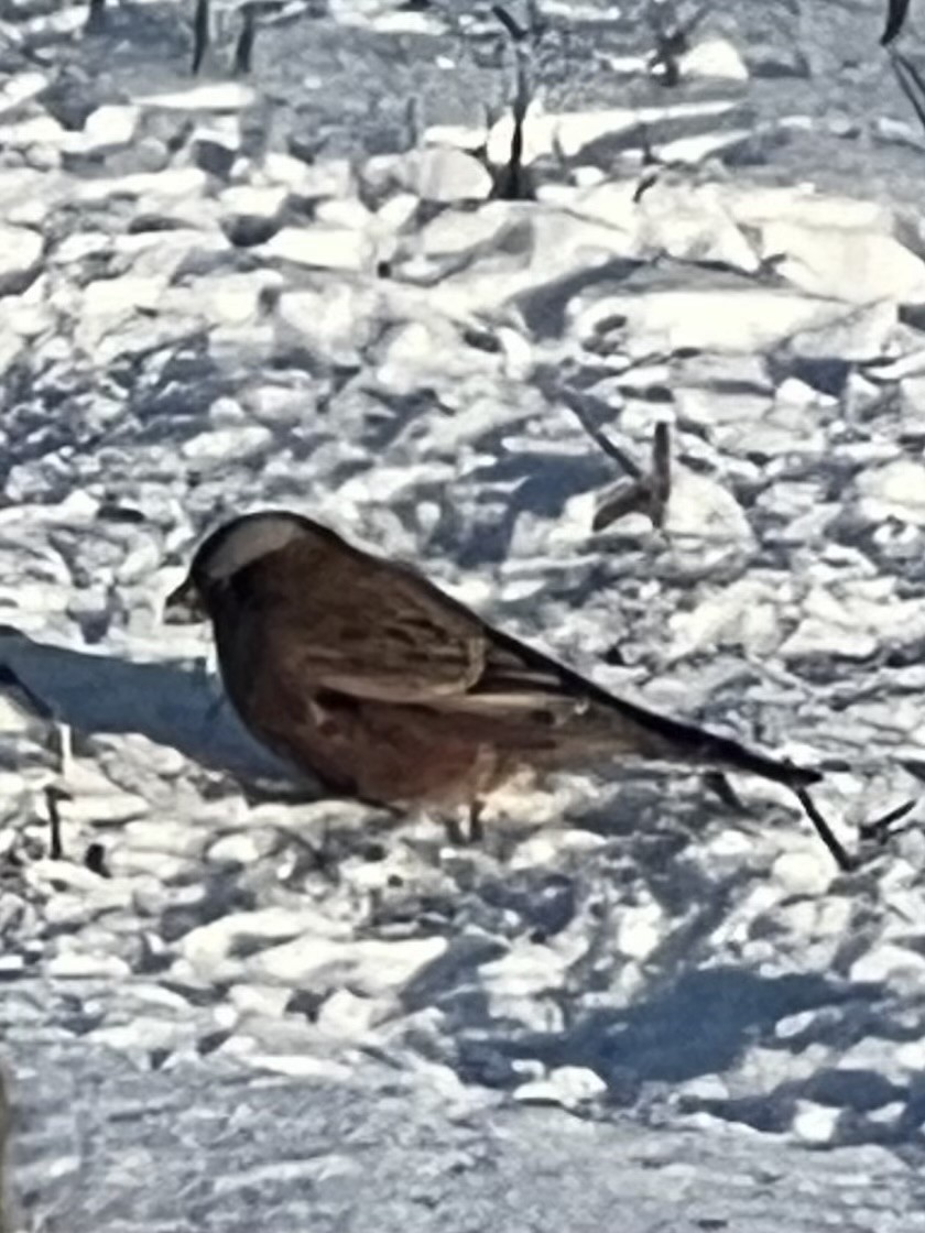 Gray-crowned Rosy-Finch - ML610427490