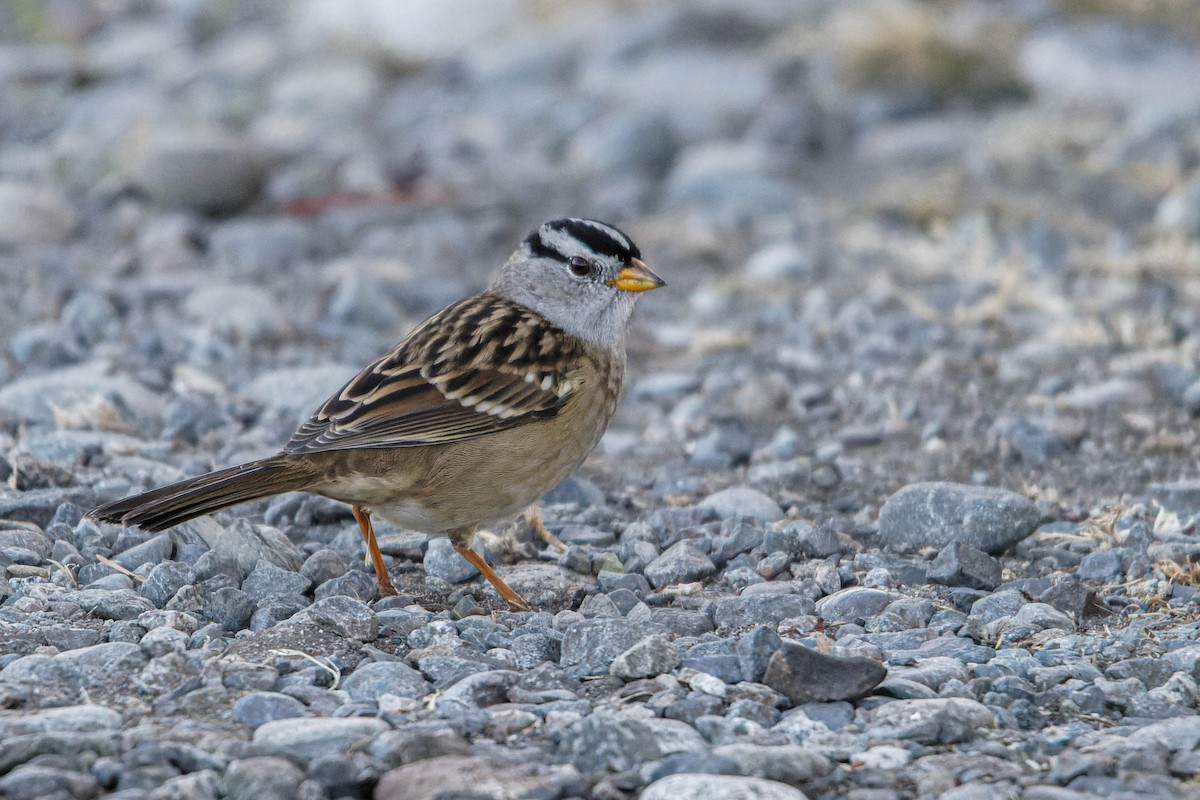 White-crowned Sparrow - ML610427581