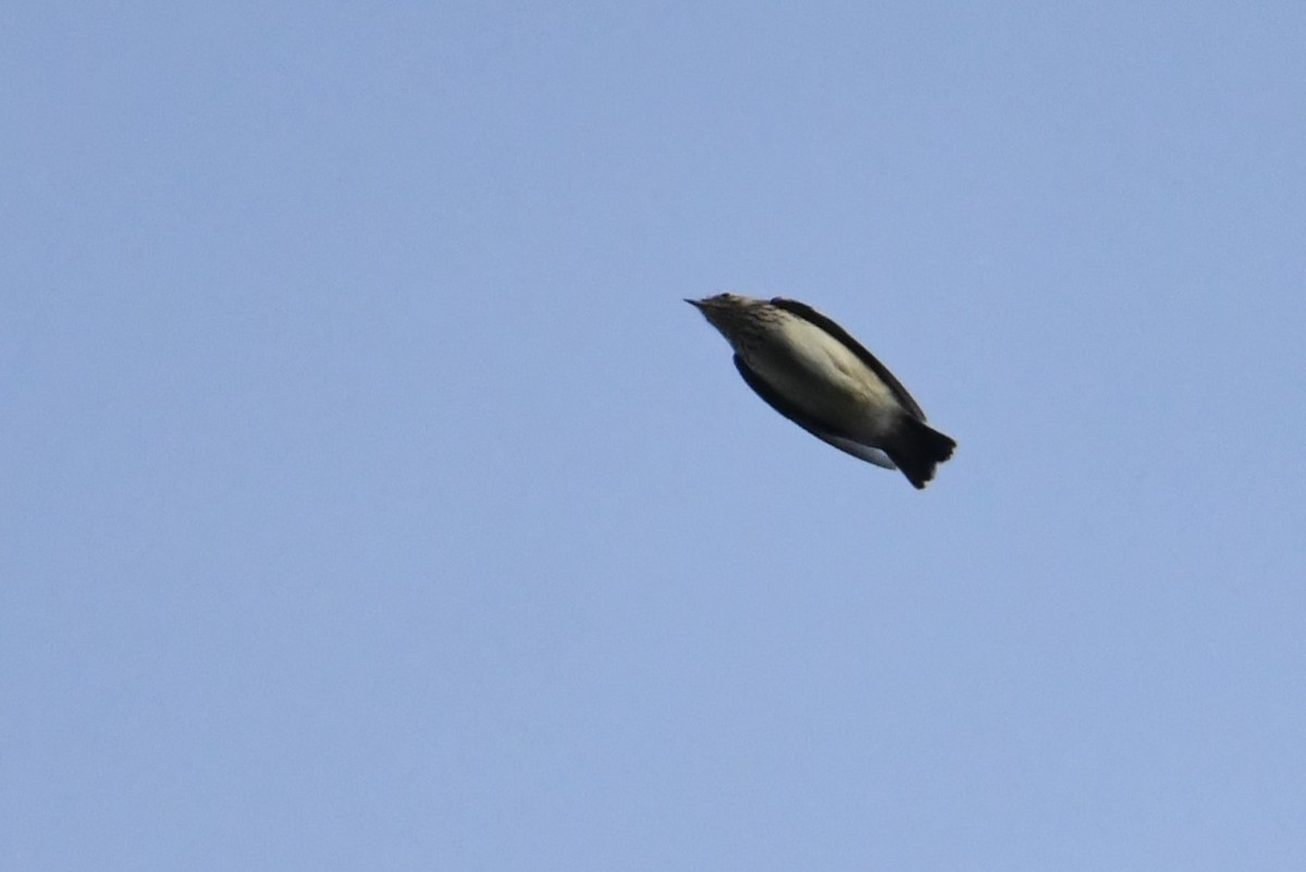 Wood Lark - ML610427614