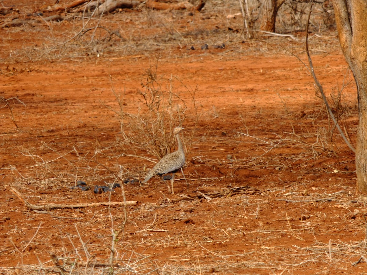 Buff-crested Bustard - ML610427782