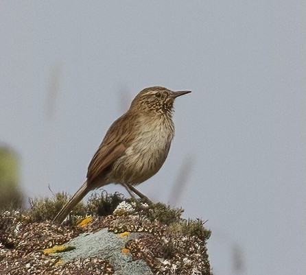 Streak-throated Canastero - José Martín