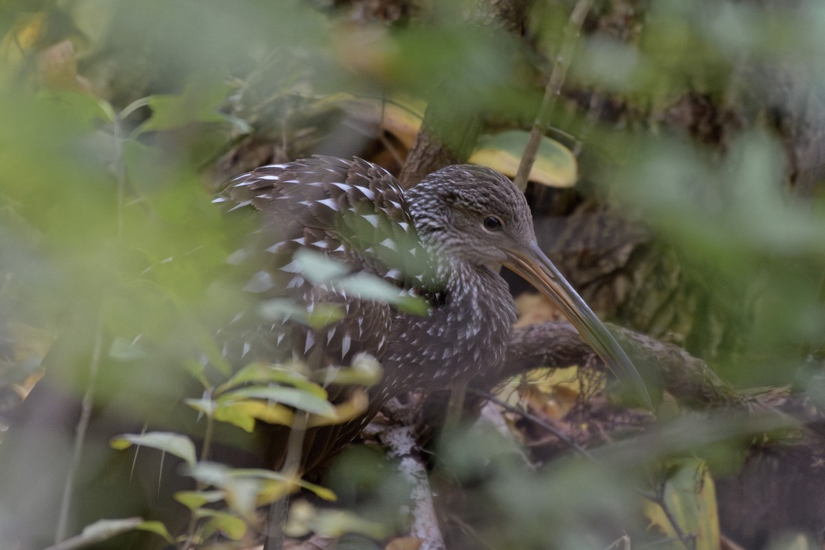 Limpkin - ML610427977