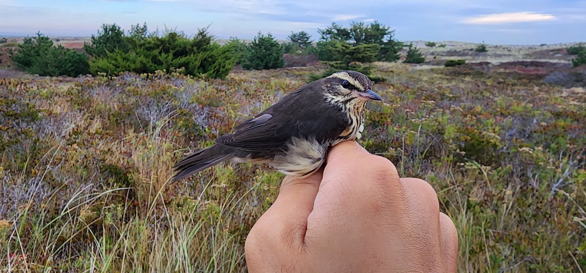 Northern Waterthrush - ML610427983