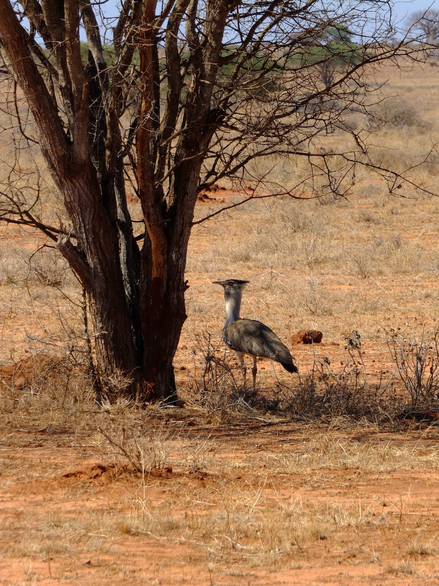 Kori Bustard - ML610427988