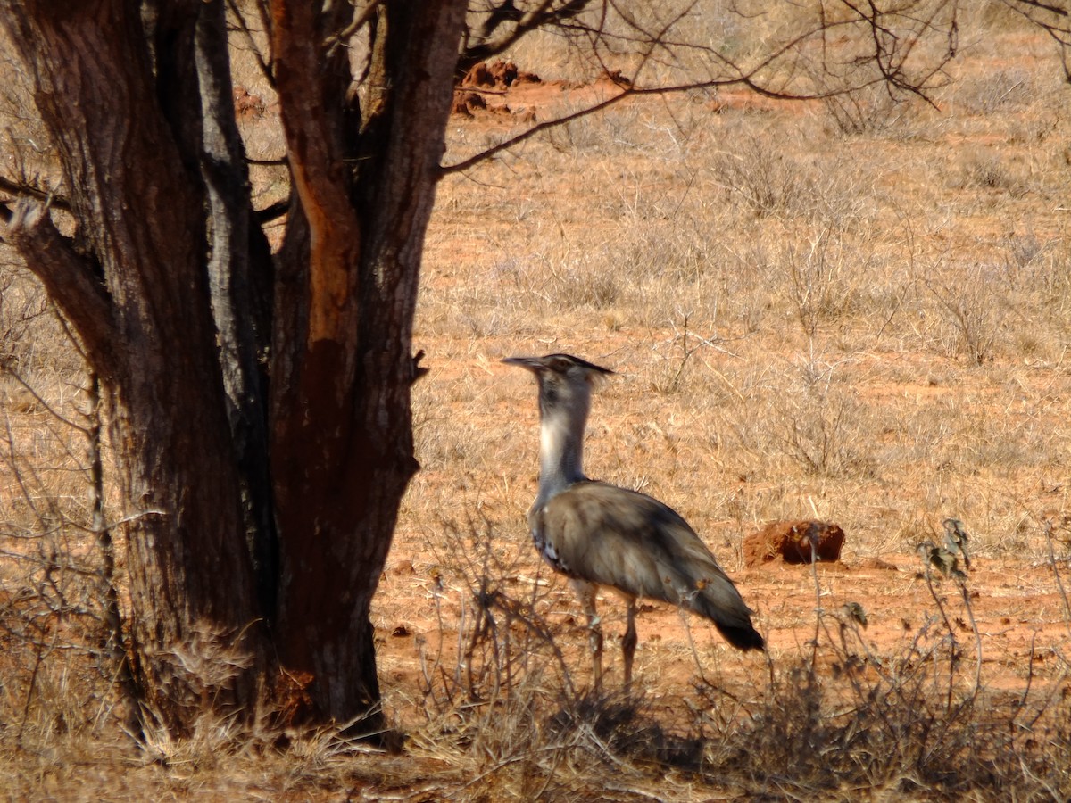 Kori Bustard - ML610427990