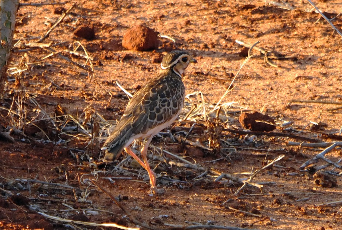 Three-banded Courser - ML610428077