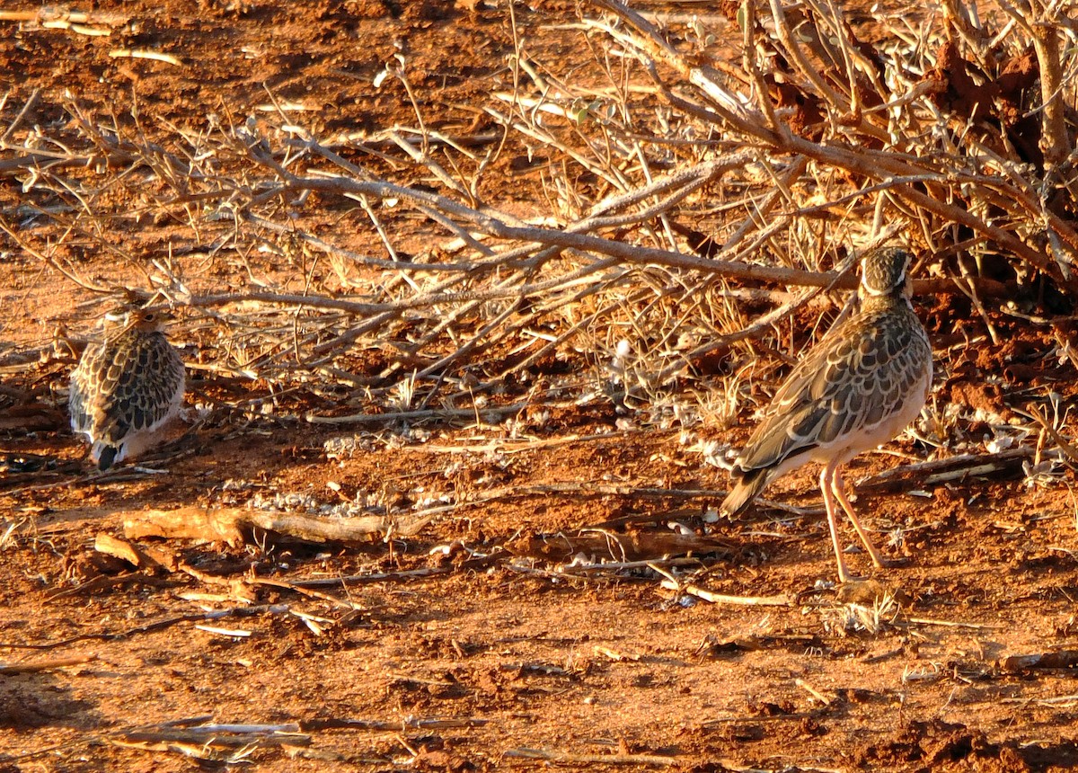 Three-banded Courser - ML610428078