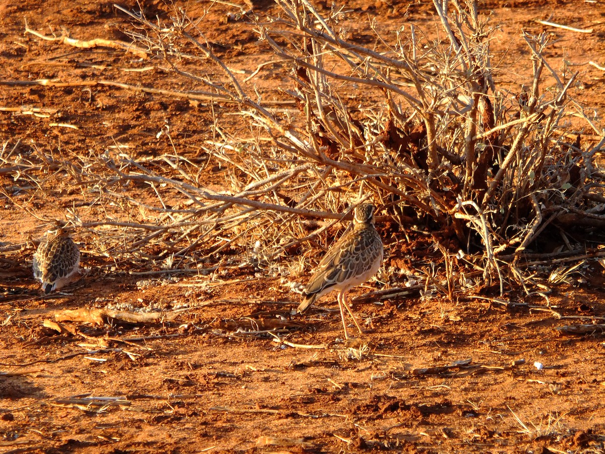 Three-banded Courser - ML610428079
