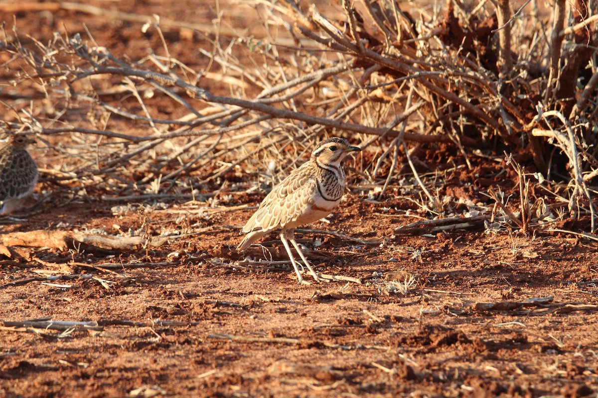 Three-banded Courser - ML610428114