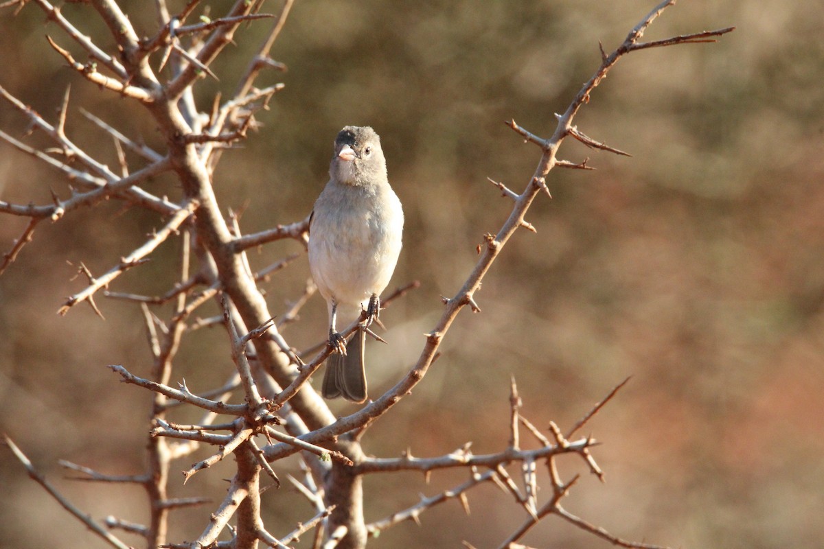 Moineau à point jaune - ML610428117