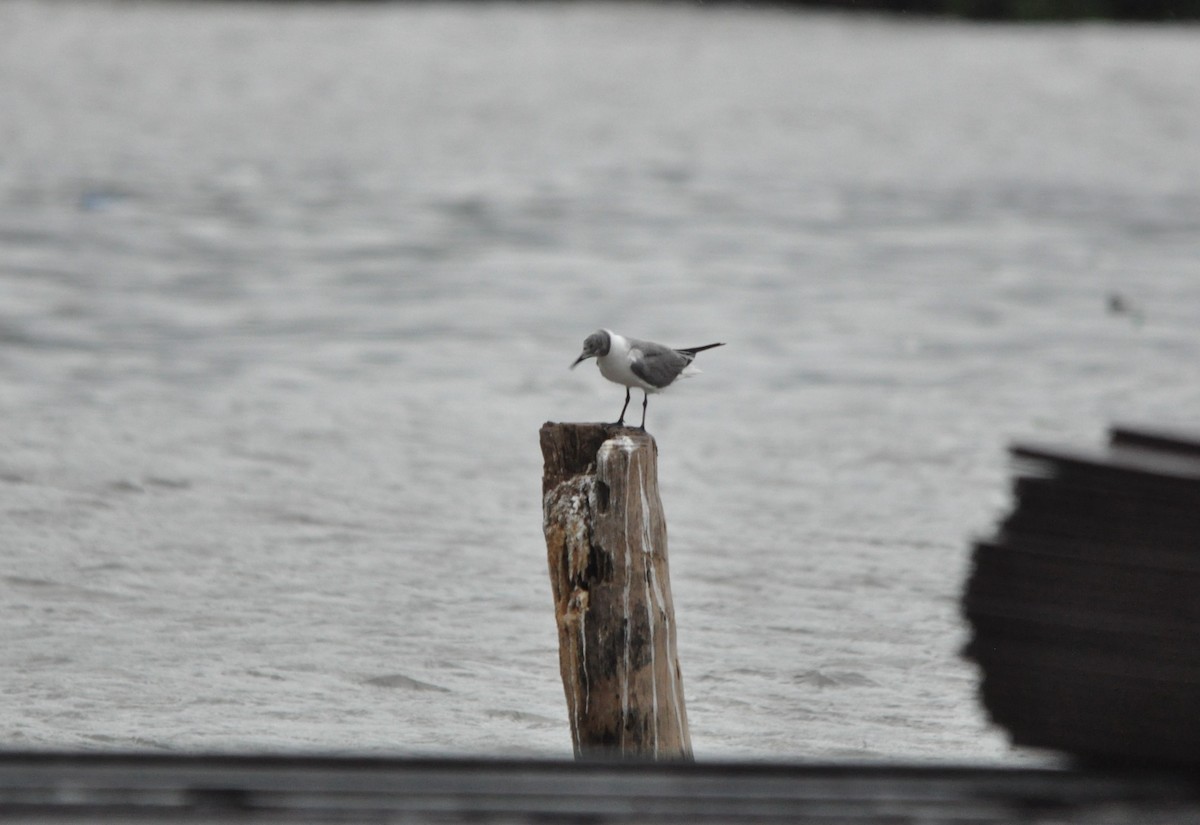 Mouette atricille - ML610428121