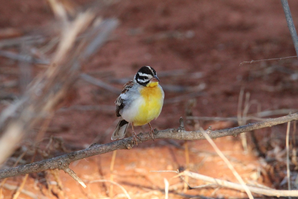 Somali Bunting - ML610428123