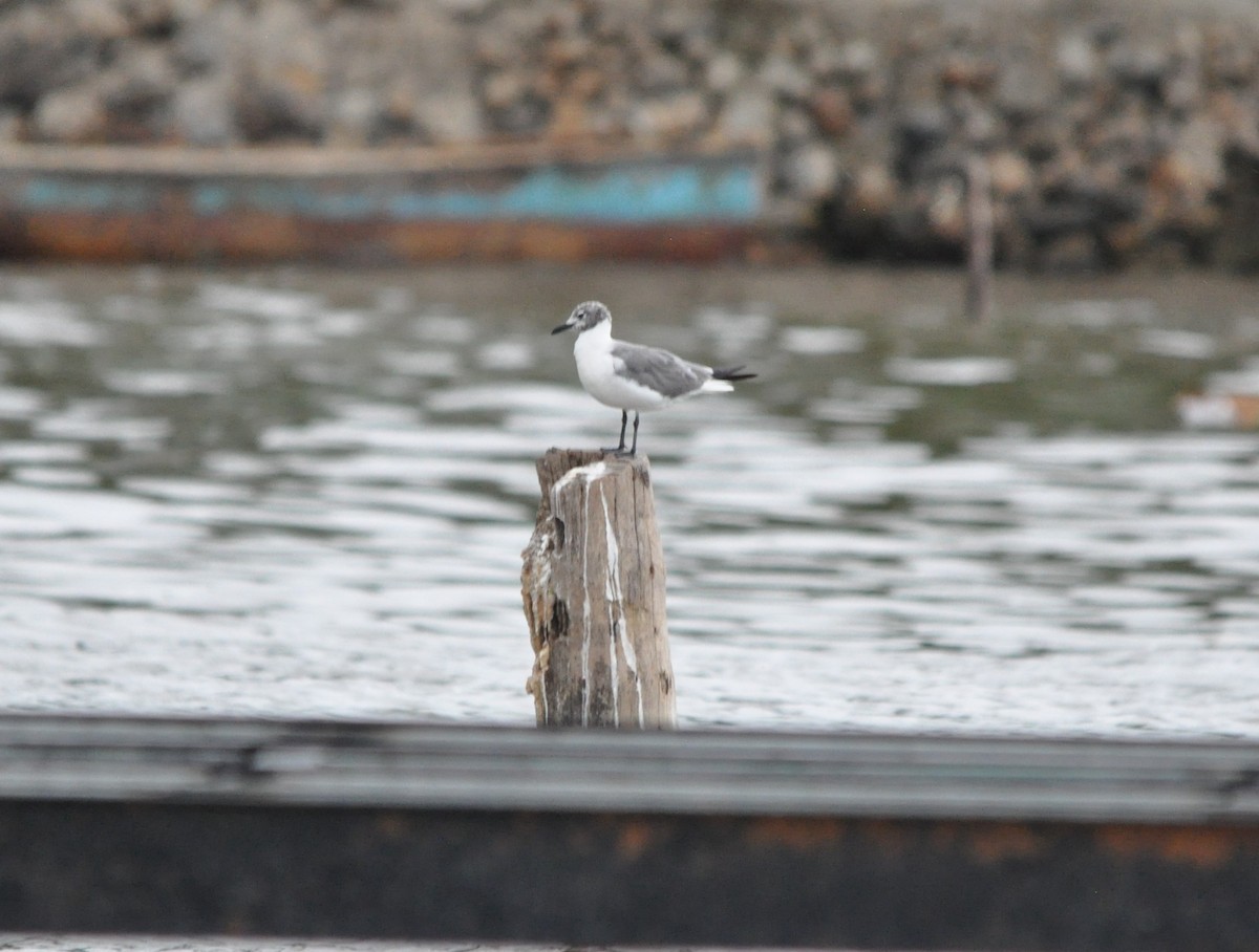 Mouette atricille - ML610428152