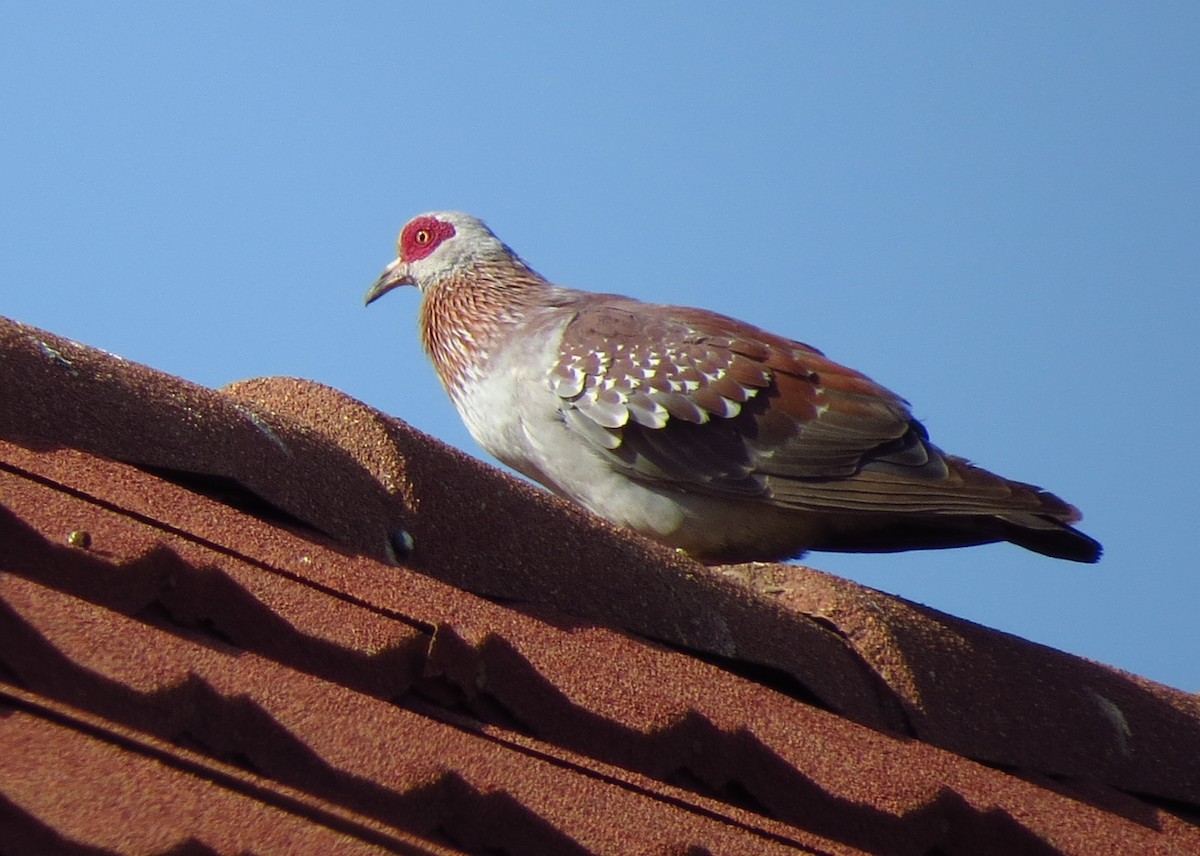 Speckled Pigeon - ML610428222