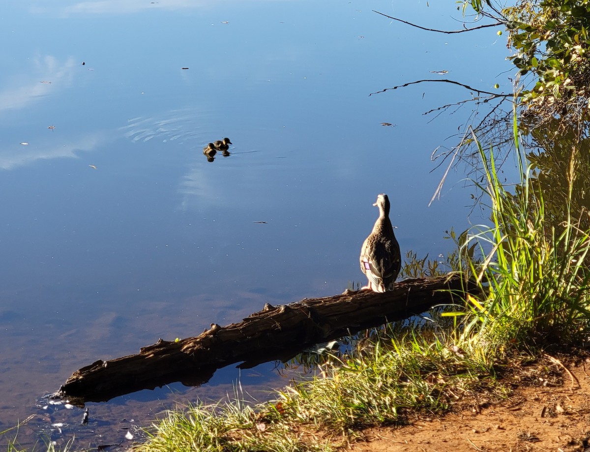 Mallard - ML610428223