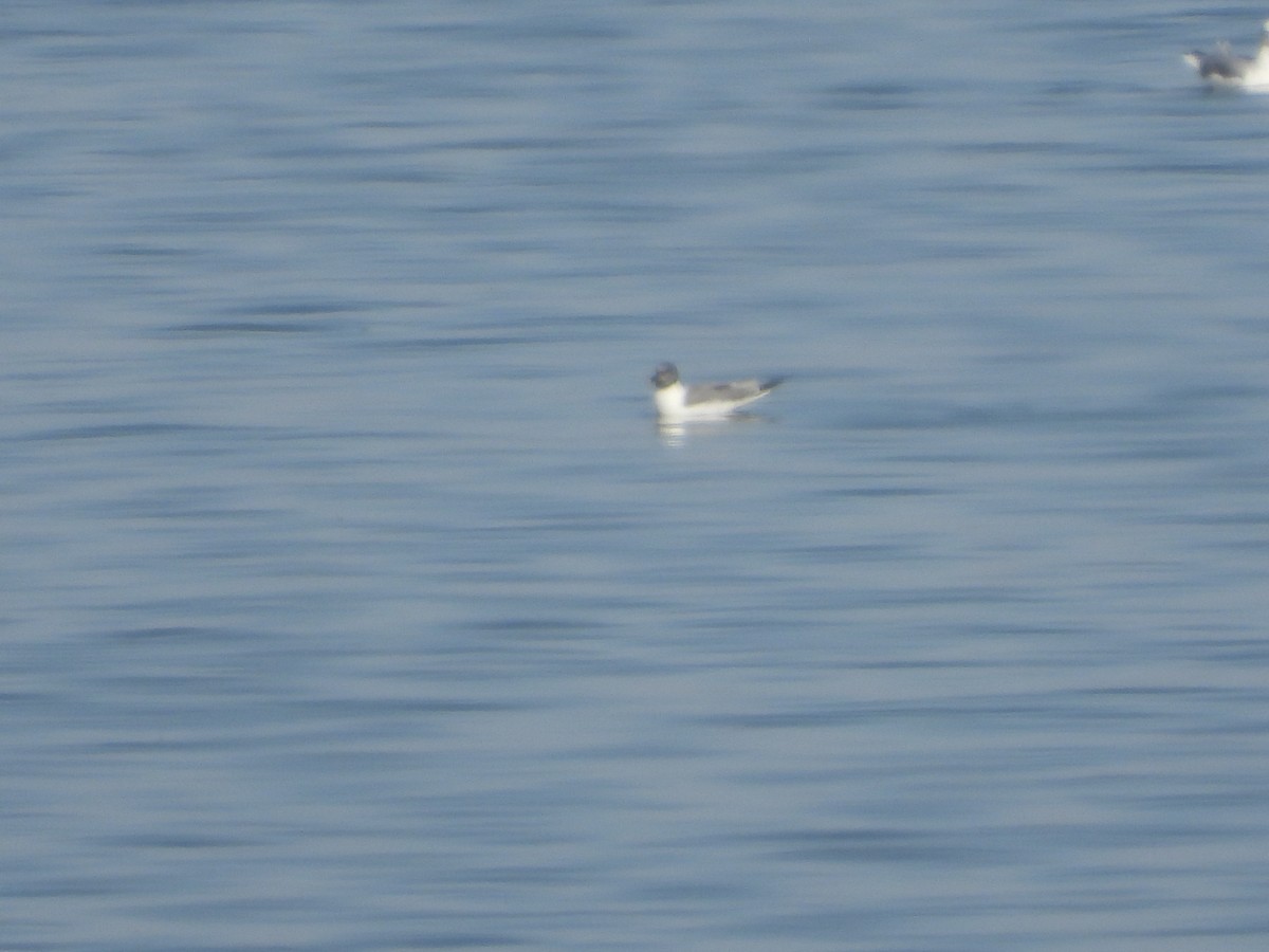 Sabine's Gull - Shawn Goodchild