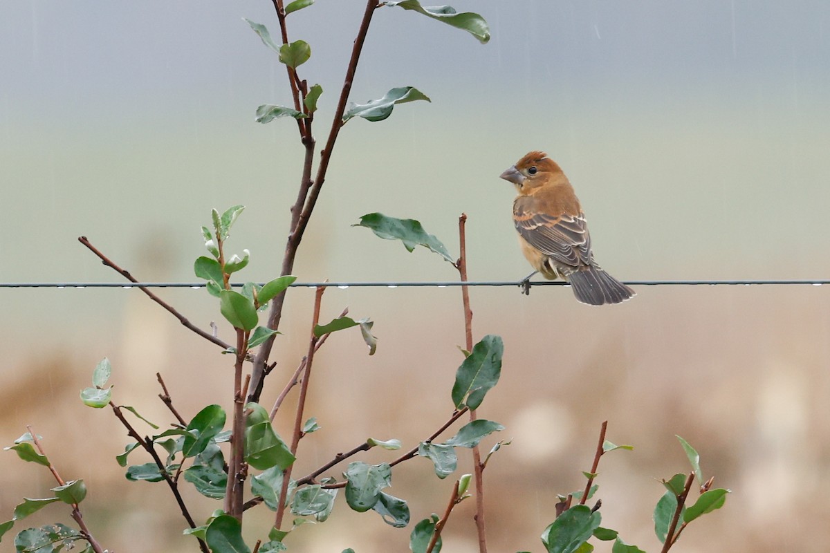 Blue Grosbeak - ML610428277