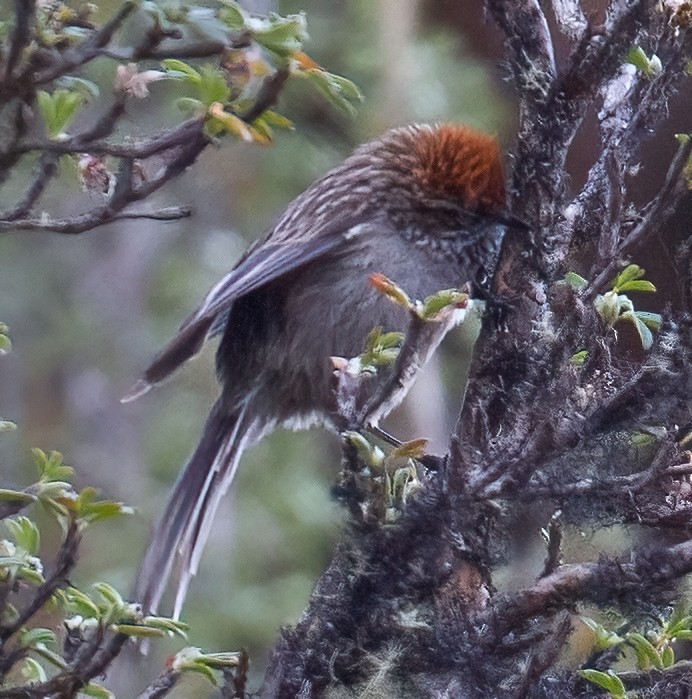 White-browed Tit-Spinetail - ML610428325