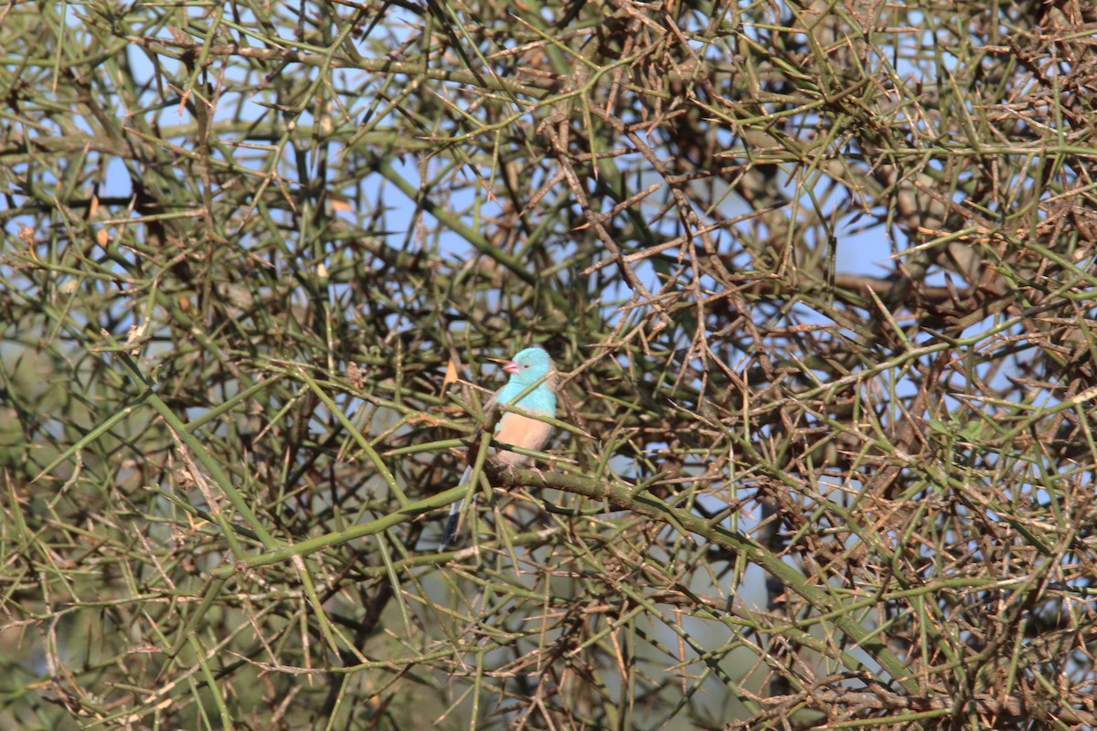 Blue-capped Cordonbleu - ML610428356