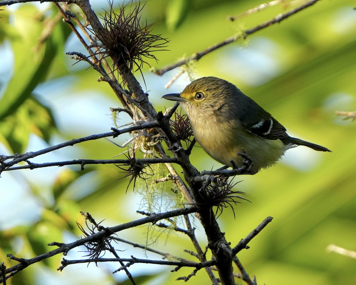 Ak Gözlü Vireo - ML610428424