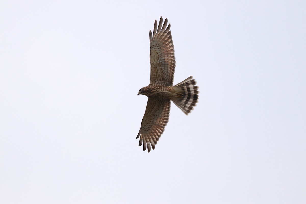 Gray-faced Buzzard - ML610428457